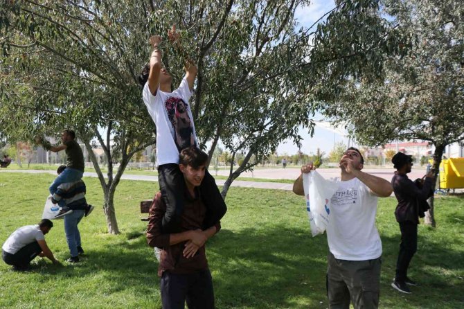 Rektör Şahin Yarışa Katıldı, Öğrencilerle Kıyasıya İğde Topladı