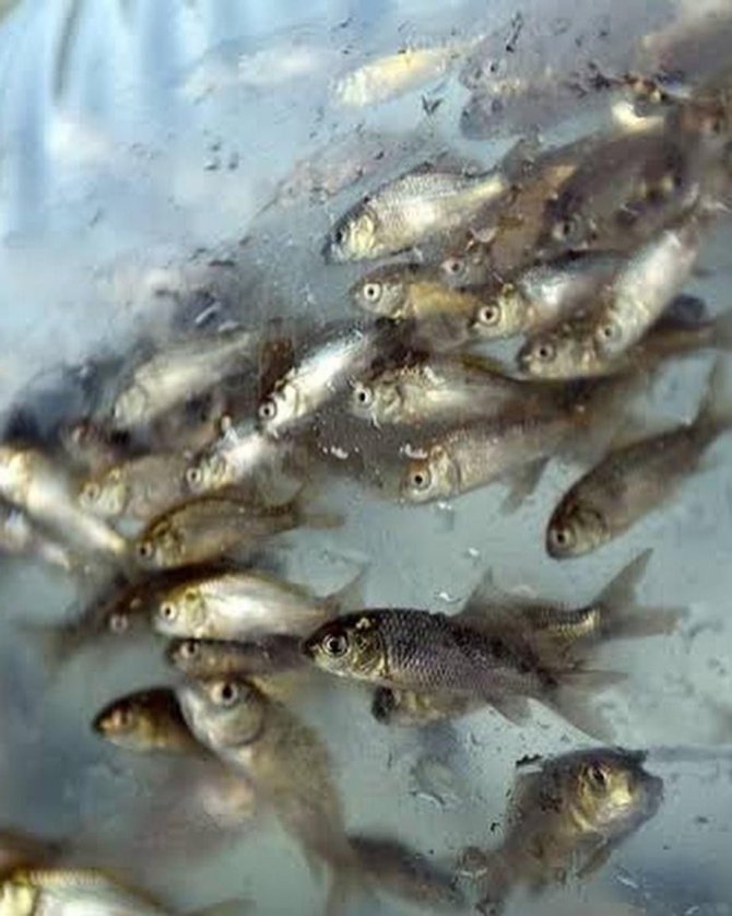 Bitlis’te 779 Bin Yavru Sazan Balığı Göllere Bıkarıldı