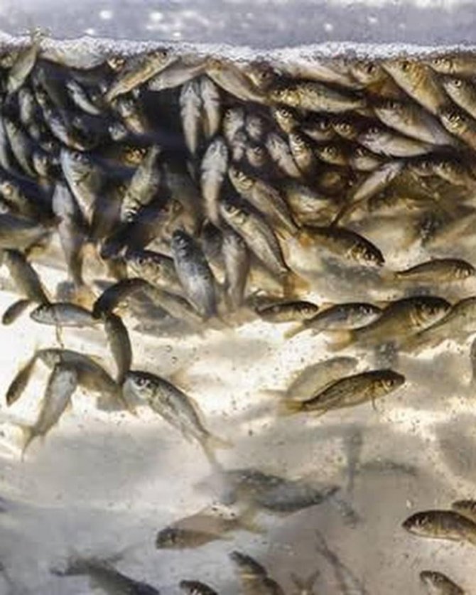 Bitlis’te 779 Bin Yavru Sazan Balığı Göllere Bıkarıldı