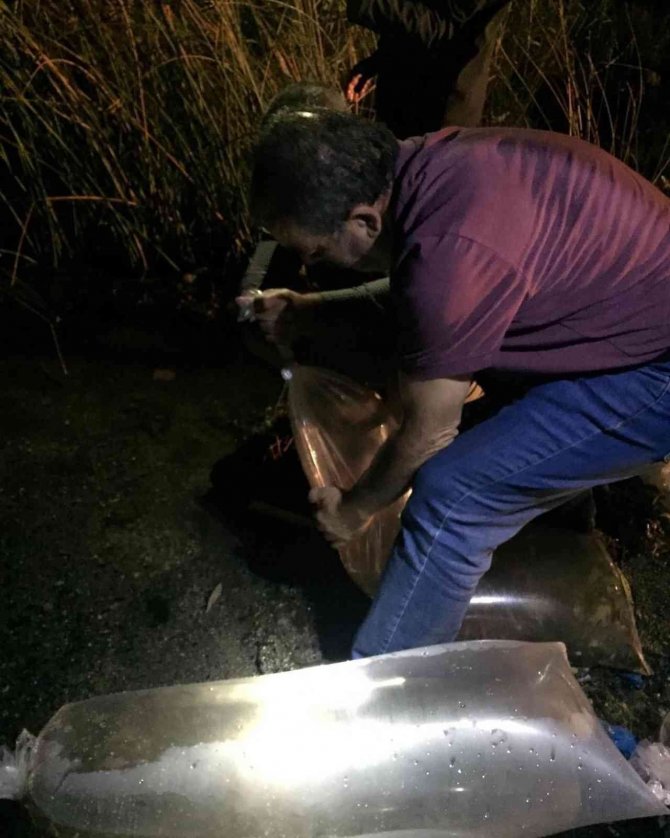 Bitlis’te 779 Bin Yavru Sazan Balığı Göllere Bıkarıldı