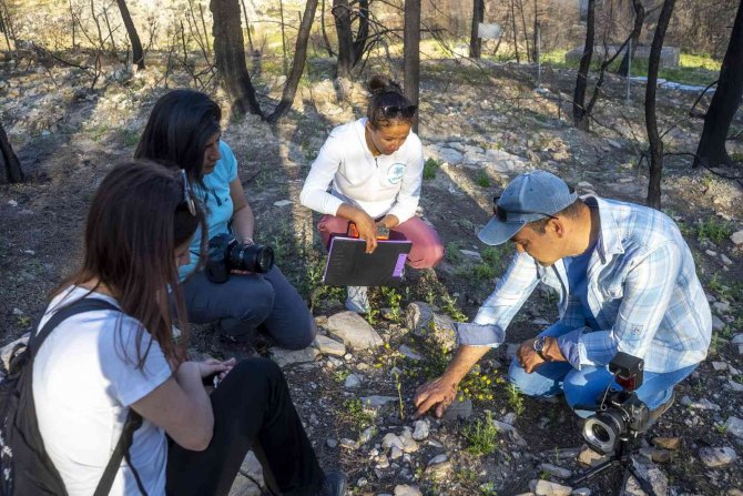 Dünyada Sadece Manavgat’ta Olan Antalya Orkidesi 10 Yıl Sonra Yeniden Bulundu