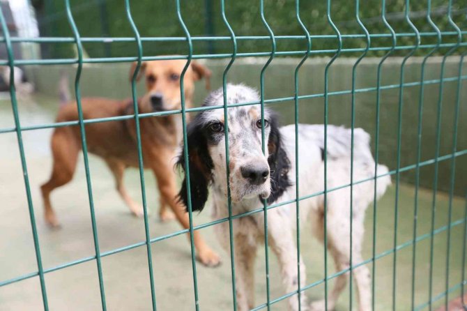 Sokak Hayvanları Bu Merkezde Şifa Buluyor