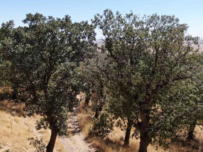 6-7 Bin Yıllık Olduğu Değerlendirilen Mezarlıktaki Asırlık Meşe Ağaçları Koruma Altına Alınmayı Bekliyor