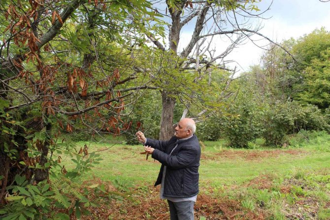 Kestane Üretiminde ‘Gal Arısı’ Tehlikesi