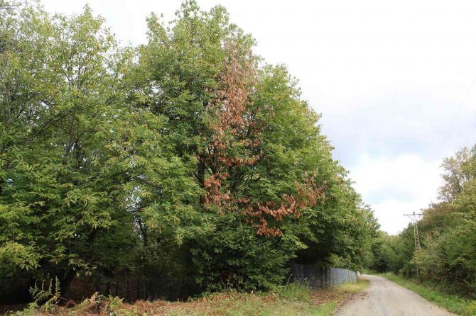 Kestane Üretiminde ‘Gal Arısı’ Tehlikesi