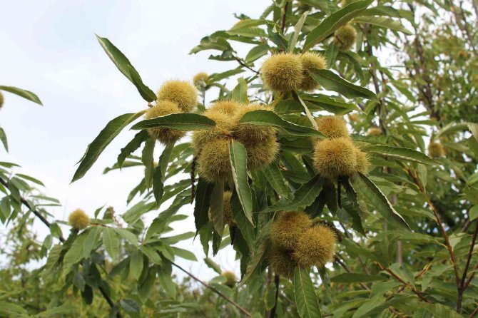 Kestane Üretiminde ‘Gal Arısı’ Tehlikesi