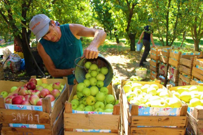 Elma Hasadına Başlanan Amasya’da Bahçeler Rengarenk