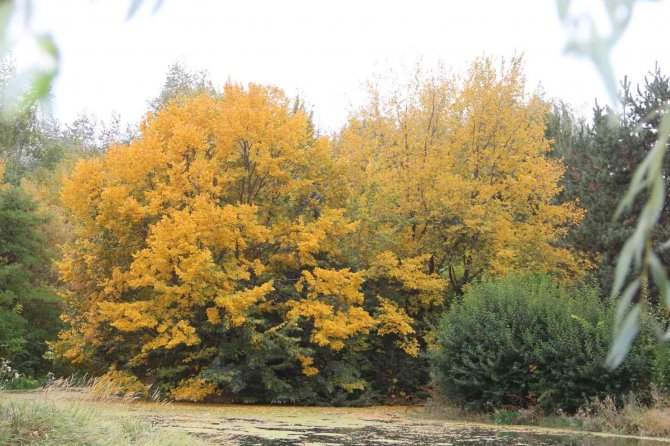Erzurum’da Sonbaharda Kartpostallık Görüntüler Oluştu