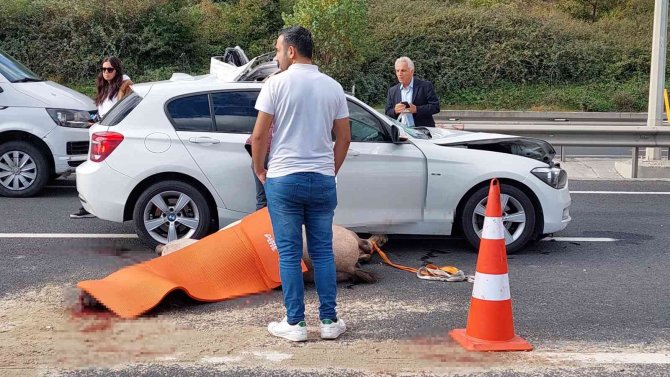 Eyüpsultan’da Lüks Araç Yola Çıkan Ata Çarptı: 1 Yaralı