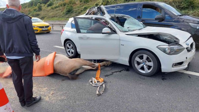 Eyüpsultan’da Lüks Araç Yola Çıkan Ata Çarptı: 1 Yaralı