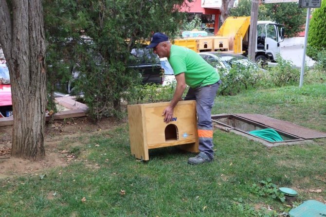 Maltepe’de Kediler Sıcak Yuvalarına Kavuştu