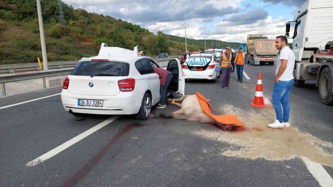 Eyüpsultan’da Lüks Araç Yola Çıkan Ata Çarptı: 1 Yaralı