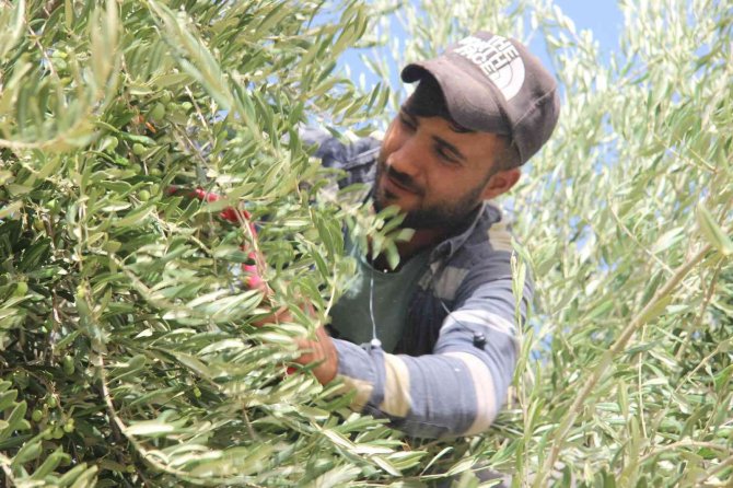 Kilis’te Zeytin Hasadının Erken Yapılmasıyla Soğuk Sıkım Zeytinyağı Üretimi De Başladı