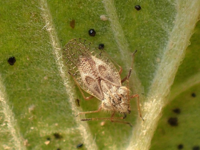 Kocaeli Büyükşehir Belediyesi: "Meşe Dantel Böceği Zararsızdır"