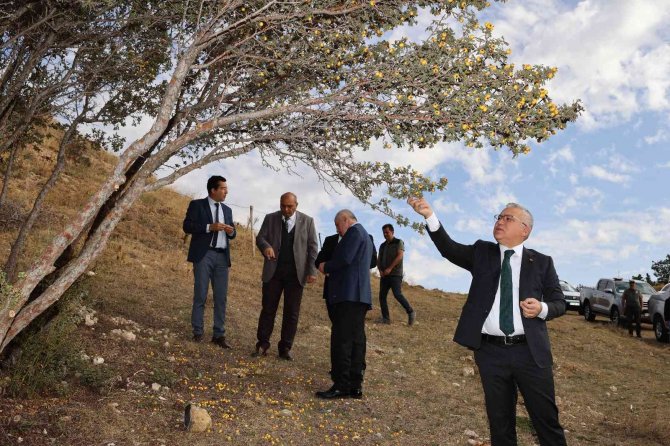 Sivas’ta Orman Oranı Yüzde 8’den Yüzde 18’e Çıktı