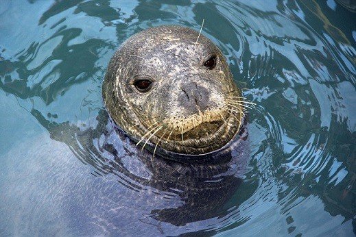 Kuşadası Belediyesi Deniz Canlıları Tanıtım Merkezi Kuruyor