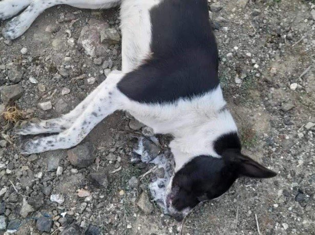 Tavşanlı’da 2 Köpek, 1 Tilki Ve 1 Kirpinin Ölümü İnceleniyor