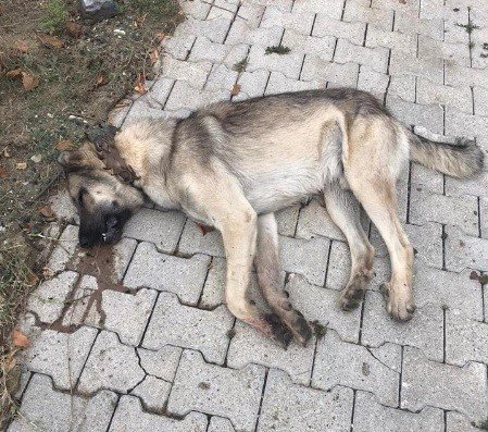 Tavşanlı’da 2 Köpek, 1 Tilki Ve 1 Kirpinin Ölümü İnceleniyor