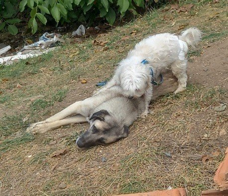 Tavşanlı’da 2 Köpek, 1 Tilki Ve 1 Kirpinin Ölümü İnceleniyor