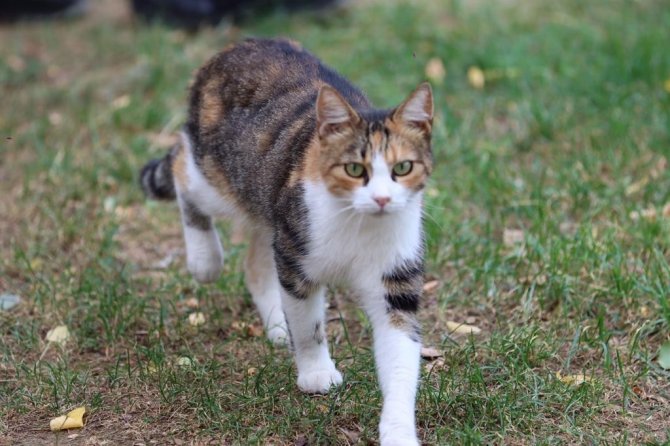 Maltepe’de Kediler Sıcak Yuvalarına Kavuştu