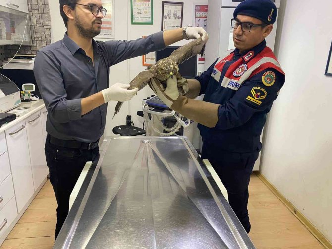 Jandarma Tarafından Yaralı Olarak Bulunan Şahin Tedavi Altına Alındı