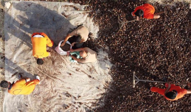 Yanan Ormanlar 450 Milyon Adet Tohumla Tekrar Yeşerecek