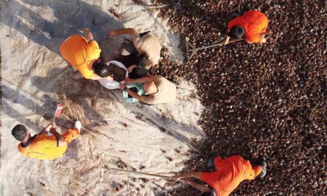 Yanan Ormanlar 450 Milyon Adet Tohumla Tekrar Yeşerecek