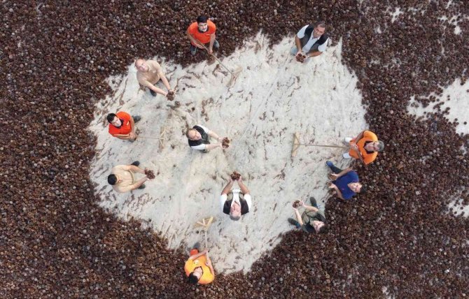 Yanan Ormanlar 450 Milyon Adet Tohumla Tekrar Yeşerecek