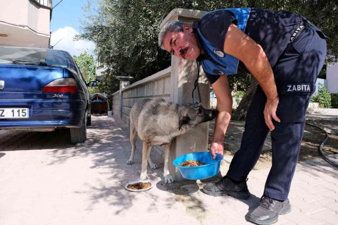 Mut’ta Sokak Hayvanlarına Mama Dağıtıldı