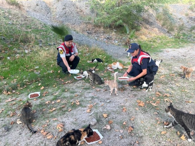 Osmaniye’de Sokak Hayvanlarına Mama Desteği