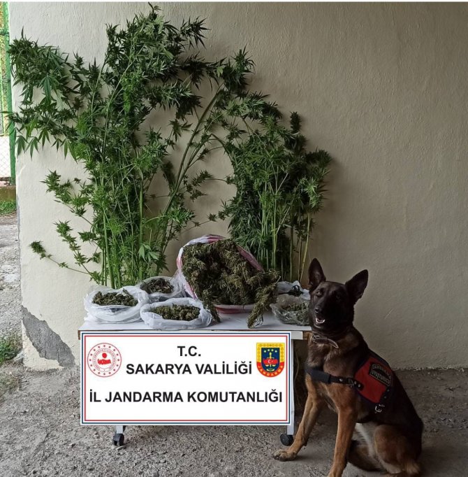 Sakarya’da 8 Kilo Esrar Ele Geçirildi: 1 Gözaltı