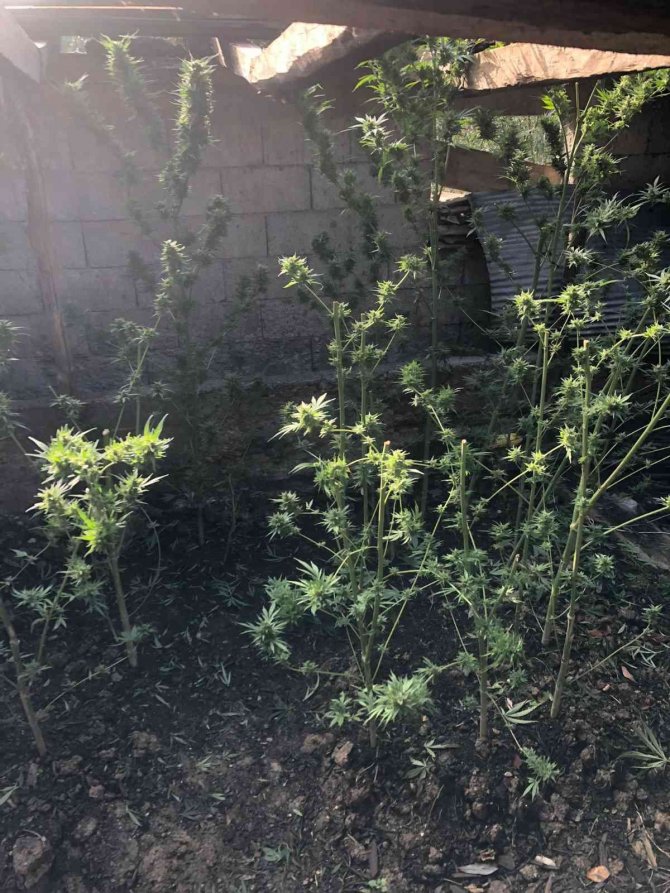 Sakarya’da 8 Kilo Esrar Ele Geçirildi: 1 Gözaltı