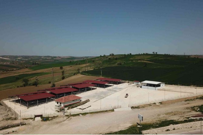 Havza’da Canlı Hayvan Pazarı Süresiz Olarak Kapatıldı