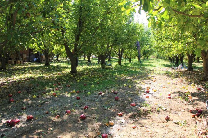 Elma Hasadına Başlanan Amasya’da Bahçeler Rengarenk