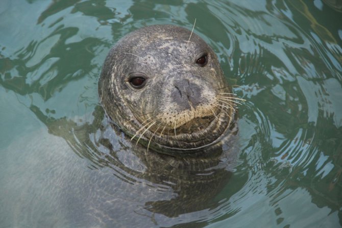 Dilek Boğazı’nda Akdeniz Foku Ölü Olarak Bulundu