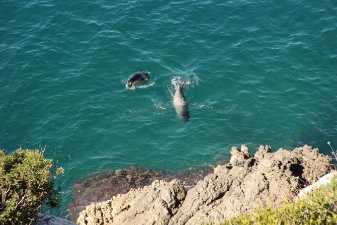 Dilek Boğazı’nda Akdeniz Foku Ölü Olarak Bulundu