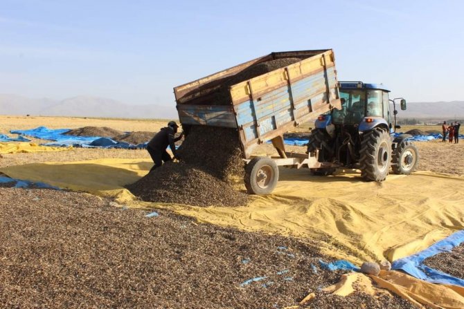 Ayçiçeği Hasadı Çiftçinin Yüzünü Güldürdü