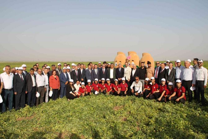 Şırnak’ta Yerfıstığı Hasadı Şenlikle Başladı