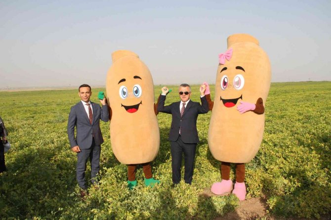 Şırnak’ta Yerfıstığı Hasadı Şenlikle Başladı