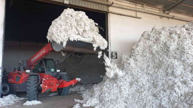 Kızıltepe Ovası’nda pamuk Hasadı Başladı
