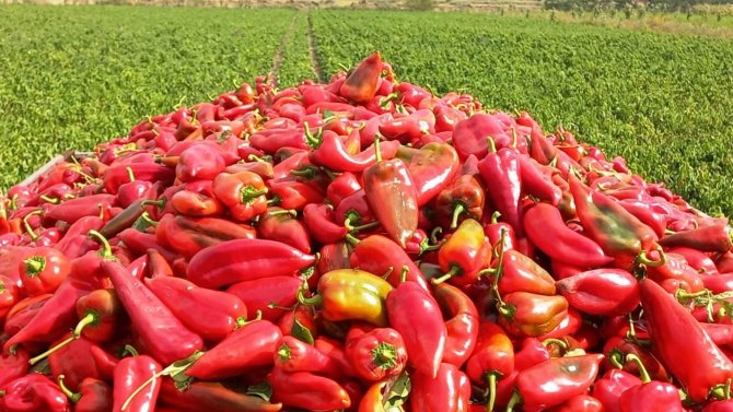 Kapya Biber Yüz Güldürüyor