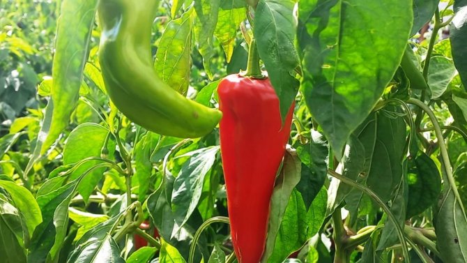 Kapya Biber Yüz Güldürüyor