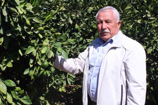 Satsuma Mandalinada Altın Yıl