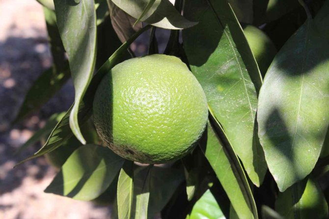 Satsuma Mandalinada Altın Yıl