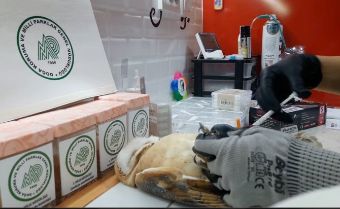 Okul Duvarına Çarpan Peçeli Baykuş Tedavi Altına Alındı