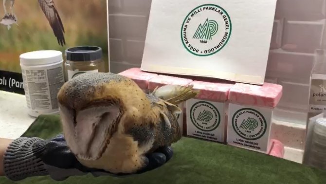 Okul Duvarına Çarpan Peçeli Baykuş Tedavi Altına Alındı