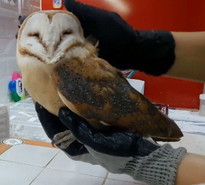 Okul Duvarına Çarpan Peçeli Baykuş Tedavi Altına Alındı