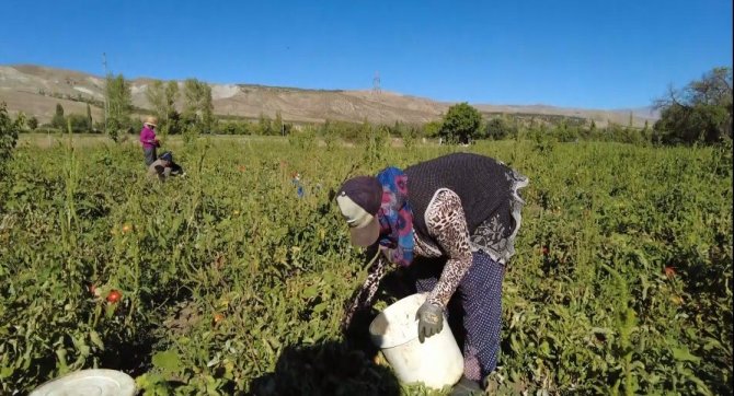 Üniversite Mezunu Kadın Devlet Desteğiyle Tonlarca Domates Üretiyor