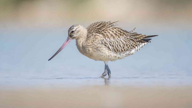 Rekortmen Kuş Bu Kez Mersin’de Görüntülendi