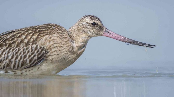 Rekortmen Kuş Bu Kez Mersin’de Görüntülendi